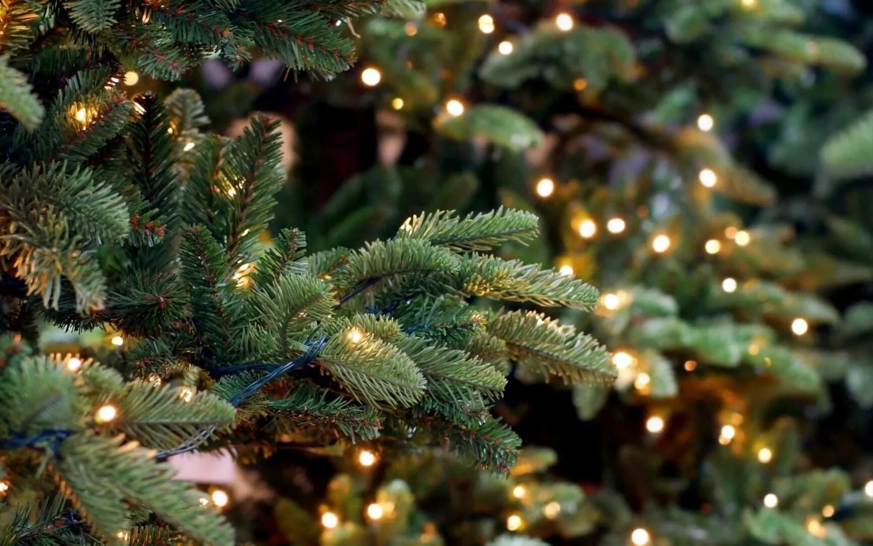 Муниципальная экологическая акция &amp;quot;Ёлочка&amp;quot;.